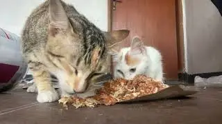 Ocil dan ucil mukbang ayam geprek.
