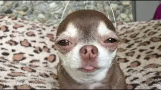 We do massage to the dog. She enjoys