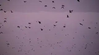 A Thousand Fruit Bats Over Cairns, Australia