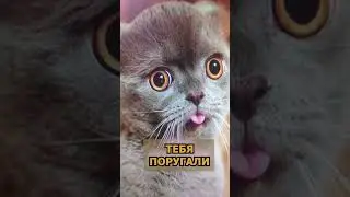 Про кошку. 