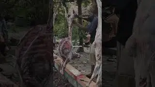 Qurban SMP NEGERI 13 TEGAL 