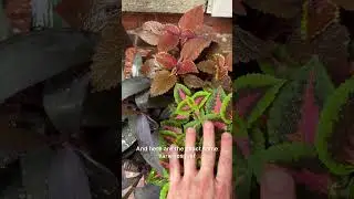 Coleus foliage color depends on light! #plants #coleus