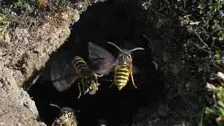 Нора диких ос