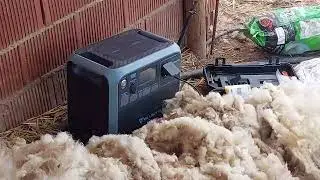 esquilado en la parcela
