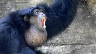 Siamangs Howling FYV