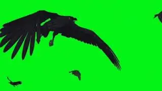 Black Birds flying crows chroma key effects | Green Screen | Green Screen Animation | 3D 4K