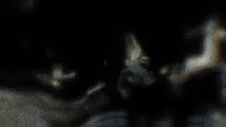 The Caretaker - Glimpses Of Life Denial (Visual)