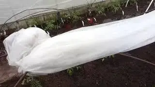 Чтобы помидоры росли как на дрожжах