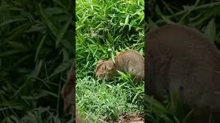 #catlover #catlover