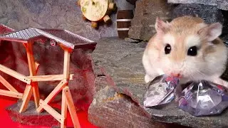 Epic JUNGLE MAZE TEMPLE adventures with MAJOR HAMSTER - Cute & funny pet hamster stories