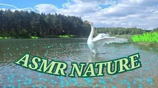 ASMR Nature🌿~No Talking~Birds sounds❤️‍🔥😴~Relaxing triggers for sleep~АСМР На Природе Для сна😴❤️‍🔥
