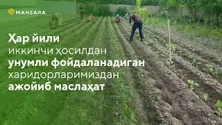 #Pavloniya Павловния қандай экилади ва павлония агротехникаси  #paulownia #pavlovniya