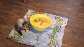 Ferret rescues toys from the flood
