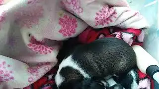Convoy Puppies Morn Mom's  D3ath May 5, 2022 morning