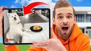 WAT DOET PACO DE HOND ALS WIJ NIET THUIS ZIJN? *Verborgen Camera*
