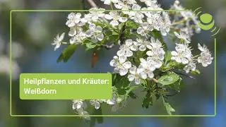 Hawthorn – Everything you should know about its effects.