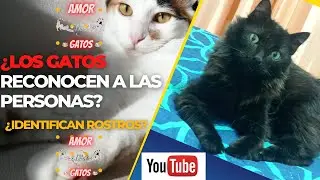 LOS GATOS RECONOCEN A LAS PERSONAS? 🙀