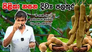 මී පැණි රස තායිලන්තේ සියබලා වල ගුණ මොනවද?