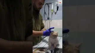 Dog 🐕 vs cat🐈 vaccination