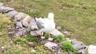 SKELLIG MICHAEL #1 - On The Island.