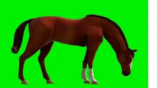 Horse running on green screen