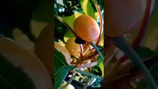 Apricot, Cherry and Nectarine multigrafted tree