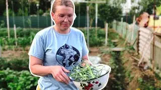 Жареные стрелки чеснок. Огород. Глухие.