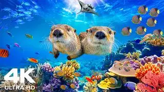 4k Aquarium | Amazing Tropical Fish and Deep Ocean Ambience