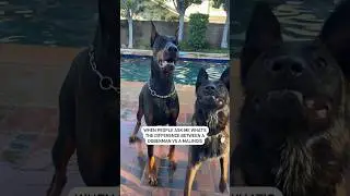 The difference between a Doberman vs a Malinois #doberman #malinois #dogshorts #dog #workingdog