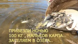 ЗАПУСКАЕМ  ПЛЕМЕННЫХ МАЛЬКОВ КАРПА В  НАШИ ОЗЁРА