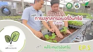 รายการ แม่โจ้เกษตรอินทรีย์ | ตอน การปลูกสตรอเบอรี่อินทรีย์ โดยไม่ใช้ดิน