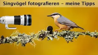 Singvögel im Bergwald fotografieren - Unterwegs mit OM-System