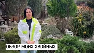 Обзор хвойных растений. Первое видео со мной.