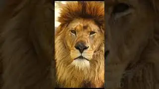 the king 👑 #shorts #king #trending #travel #vlog #vlogs #newvideo #jungkook #trendingshorts