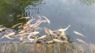 White catfish feeding go online