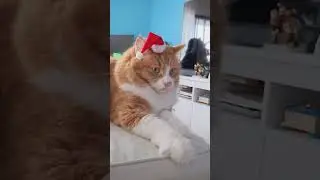 I put a Santa hat on my Cat and he doesn't know how to react