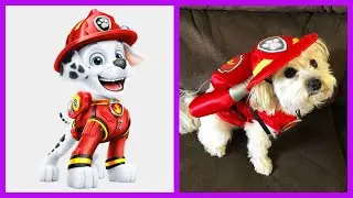 Paw Patrol Dogs Characters In Real Life Part 2