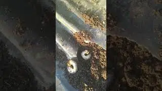 Клубнику🍓 терроризирует хрущ