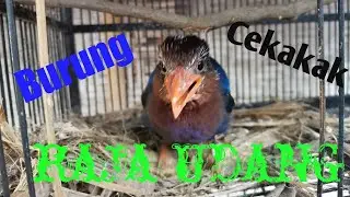 burung raja udang
