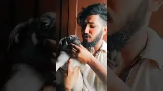 jojo🤣🤣🤣/bugdog/dogsfunny