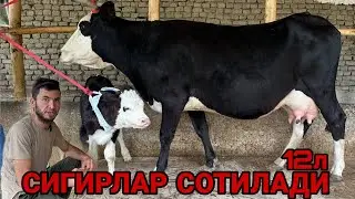 ШОМИРОДНИ БОЗОРИДА ШВЕД ОЛА СУТЛАРИ КУП БОБОЛЛАРИ НОВВОС СИГИРЛАР СОТИЛАДИ SOTILADIGON 11 мая 2024 г