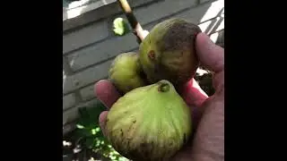 Сорт інжиру Сеттімо!