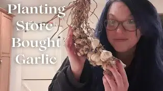 How To Grow Garlic for CHEAP | How to Grow Garlic at Home