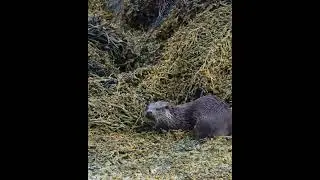 Otter swimming around in seaweed #wildlife #wildlifephotography #otter
