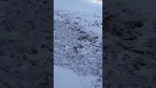 Snow leopard