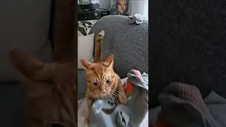 ❤️Artyom the Cat❤️
