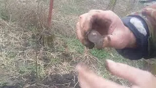Монеты в огороде.  В поисках клада .