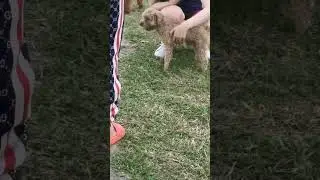 justin playing with dogs on the lawn #foxfamily #fox #pets