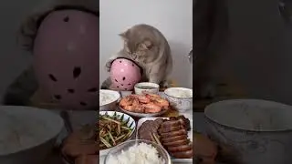 ESSE GATO É UM GÊNIO
