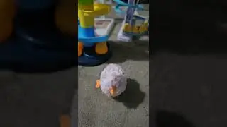 Funny Chicks #shorts #asmr